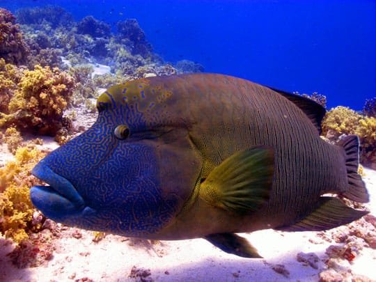 Ankhtours, coral of the red sea