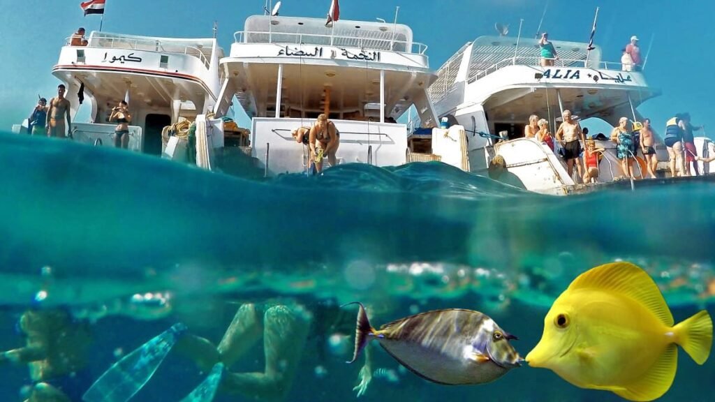 Ankhtours, red sea corals