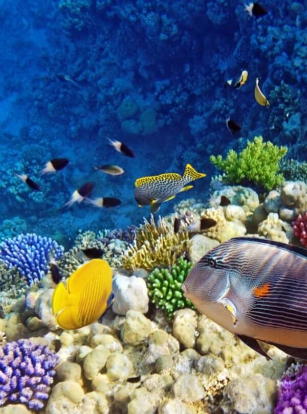 Ankhtours, Hurghada tour, coral in hurghada