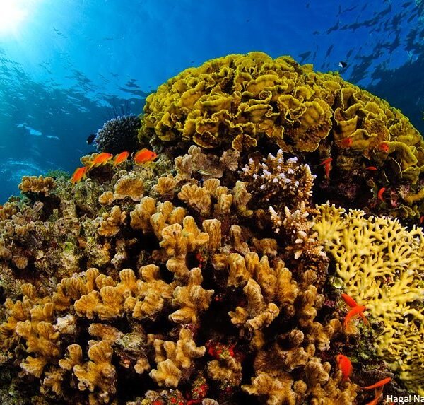 red sea corals
