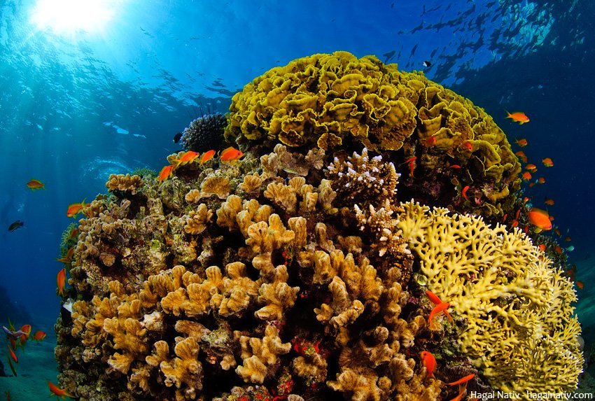 red sea corals